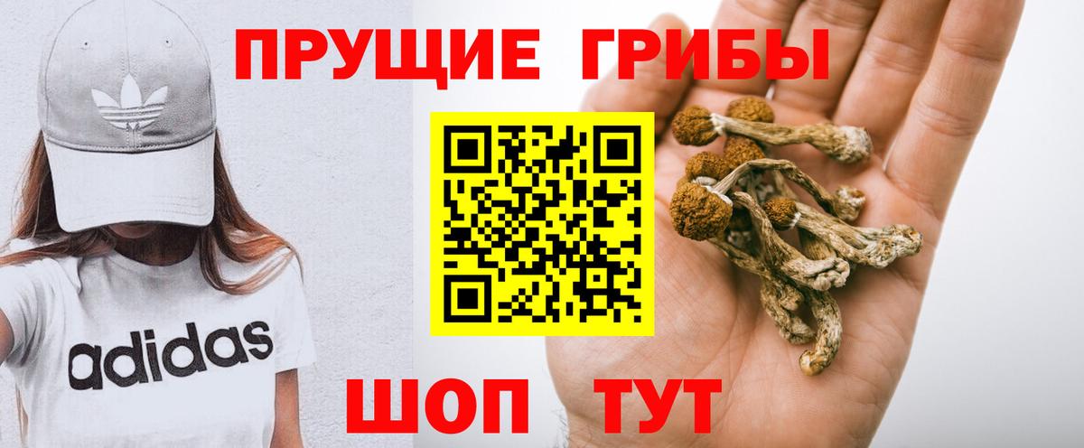 Псилоцибиновые грибы Psilocybe Изобильный